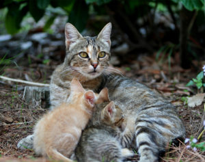 momma cat and her kittens outside