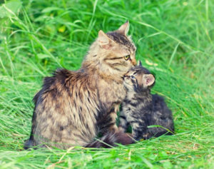 cat and kitten outside