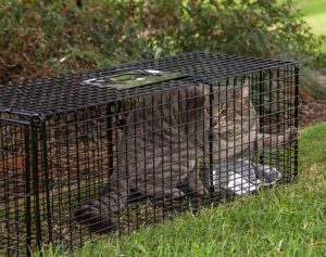 cat in cat carrier outside